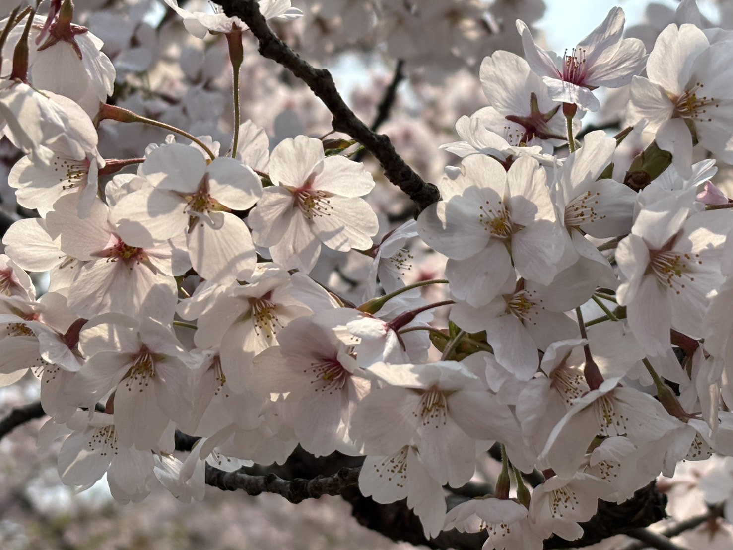 お花見🌸 画像